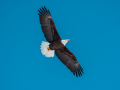 Soaring Eagle