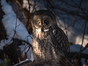 Phantom of the North