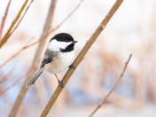 Black-capped Chickadee - March 2026