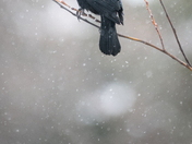 Red-winged Blackbird
