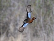 Cinnamon Teal flyby 