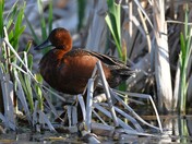 Most graciously posing for fans