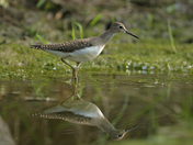 Spotted Sandpiper