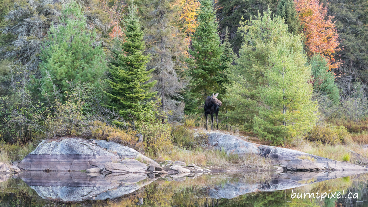 Algonquin Moose