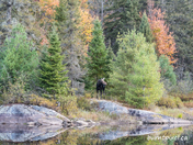 Algonquin Moose