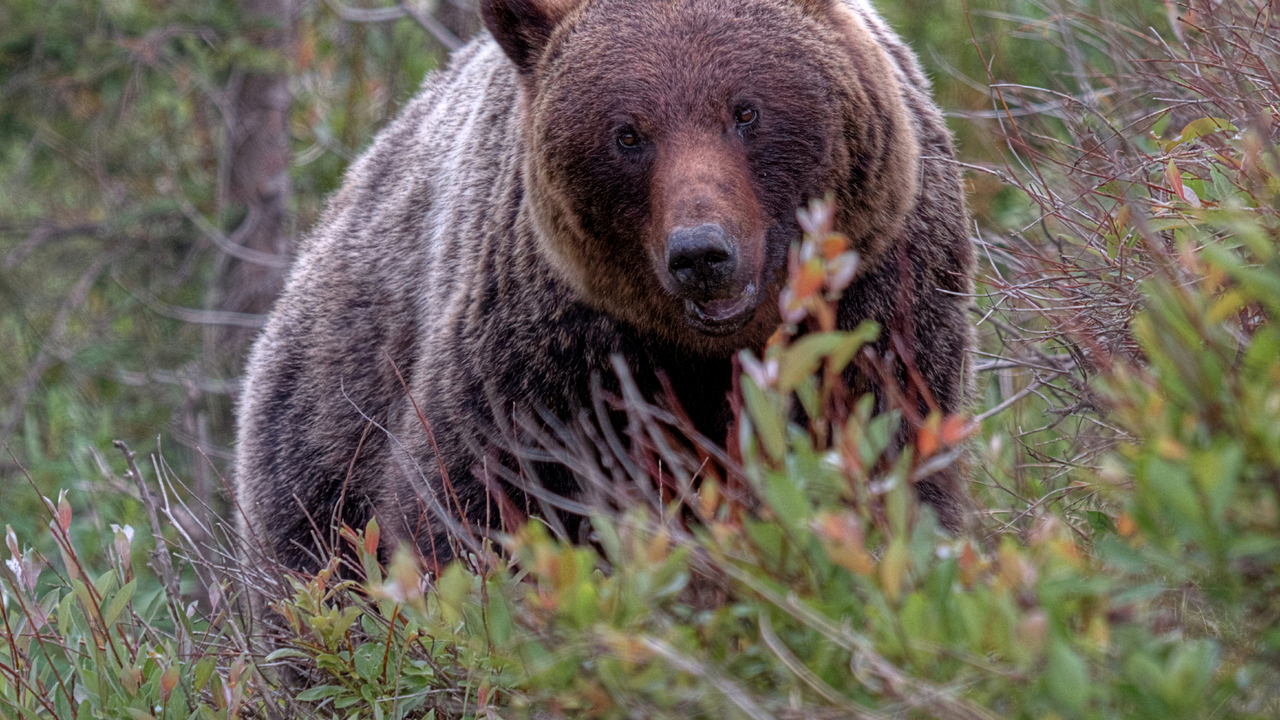 Jasper Grizzly Bear