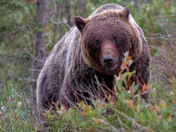 Jasper Grizzly Bear