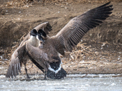 Goose Fight