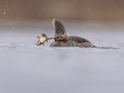 Hoodie with the catch