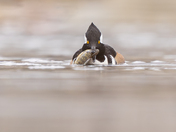 Hoodie with the catch