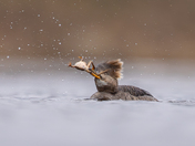 Hoodie with the catch