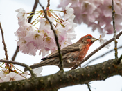 House Finch picking blossoms
