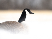 Canada Goose