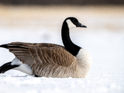 Canada Goose