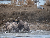 Goose Fight Continues