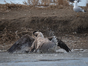 Goose Fight Continues