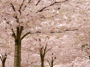 Cherry Blossom Canopy