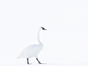 Trumpeter Swan