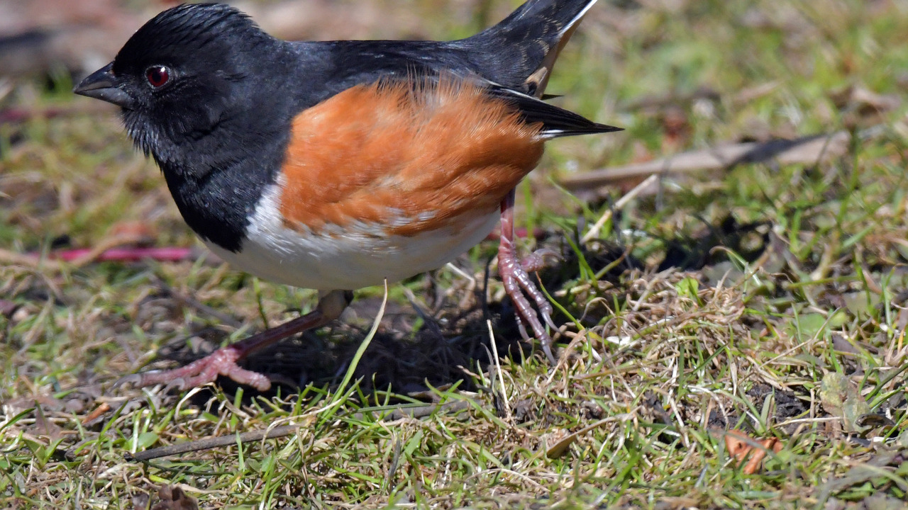 Eastern Towhee
