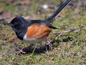 Eastern Towhee