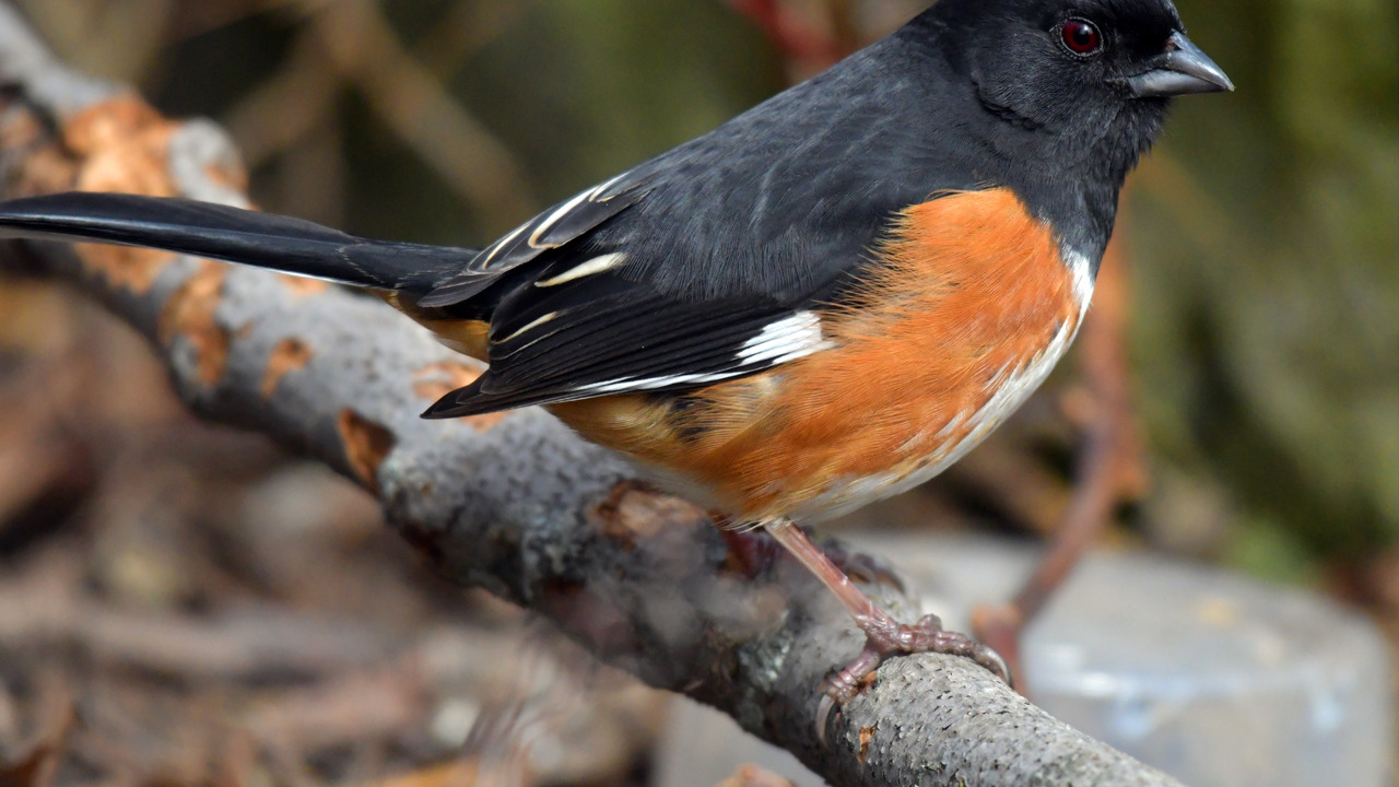 Eastern Towhee