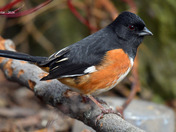 Eastern Towhee