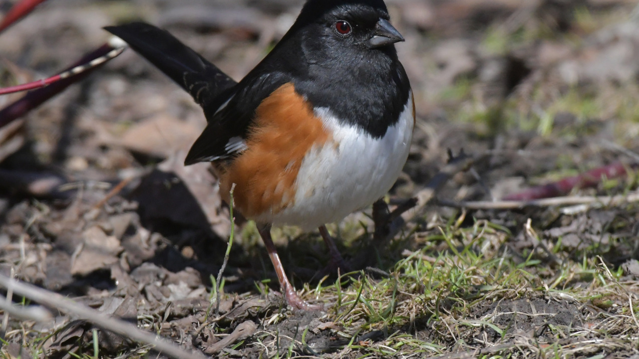 Eastern Towhee