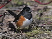 Eastern Towhee