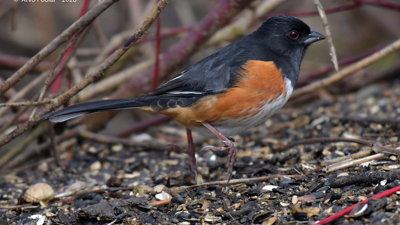 Eastern Towhee
