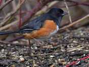 Eastern Towhee