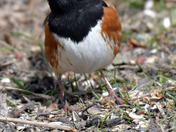 Eastern Towhee