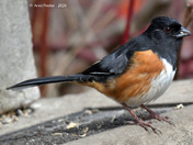 Eastern Towhee
