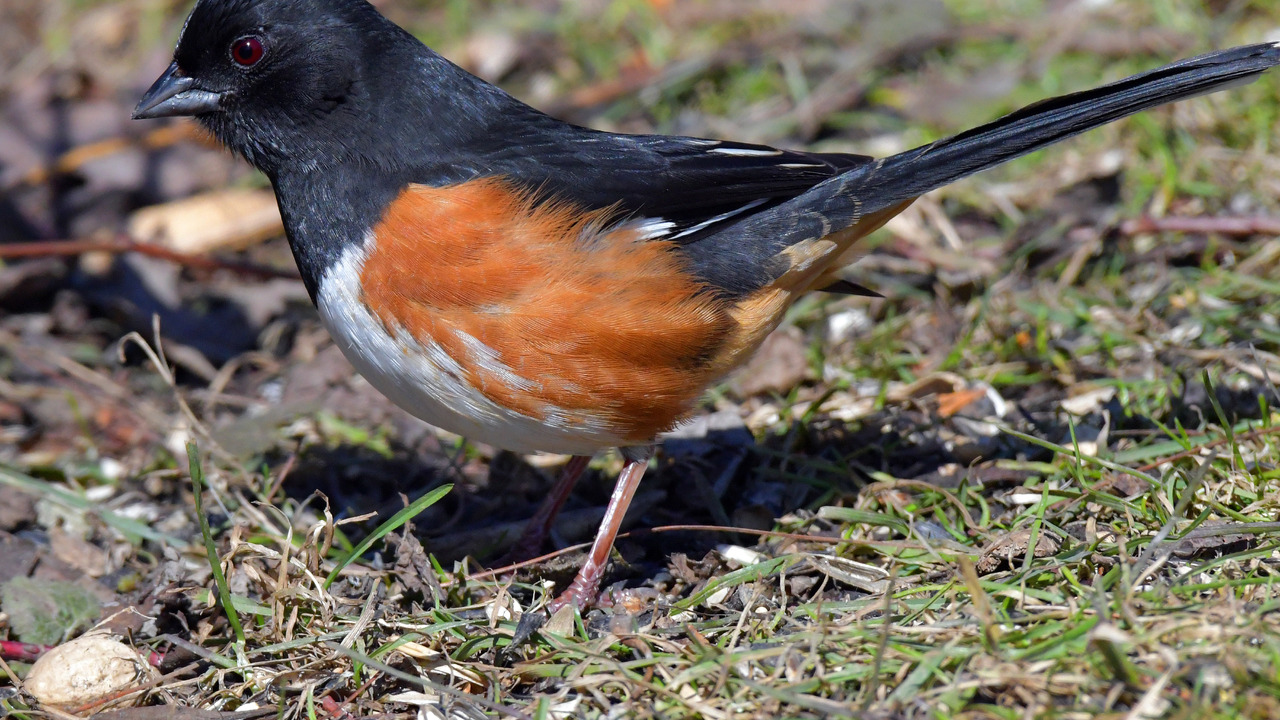 Eastern Towhee