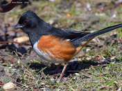 Eastern Towhee