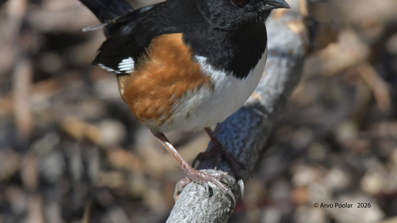 Eastern Towhee