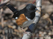Eastern Towhee