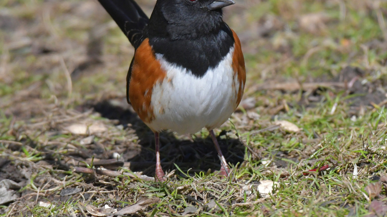Eastern Towhee