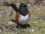 Eastern Towhee