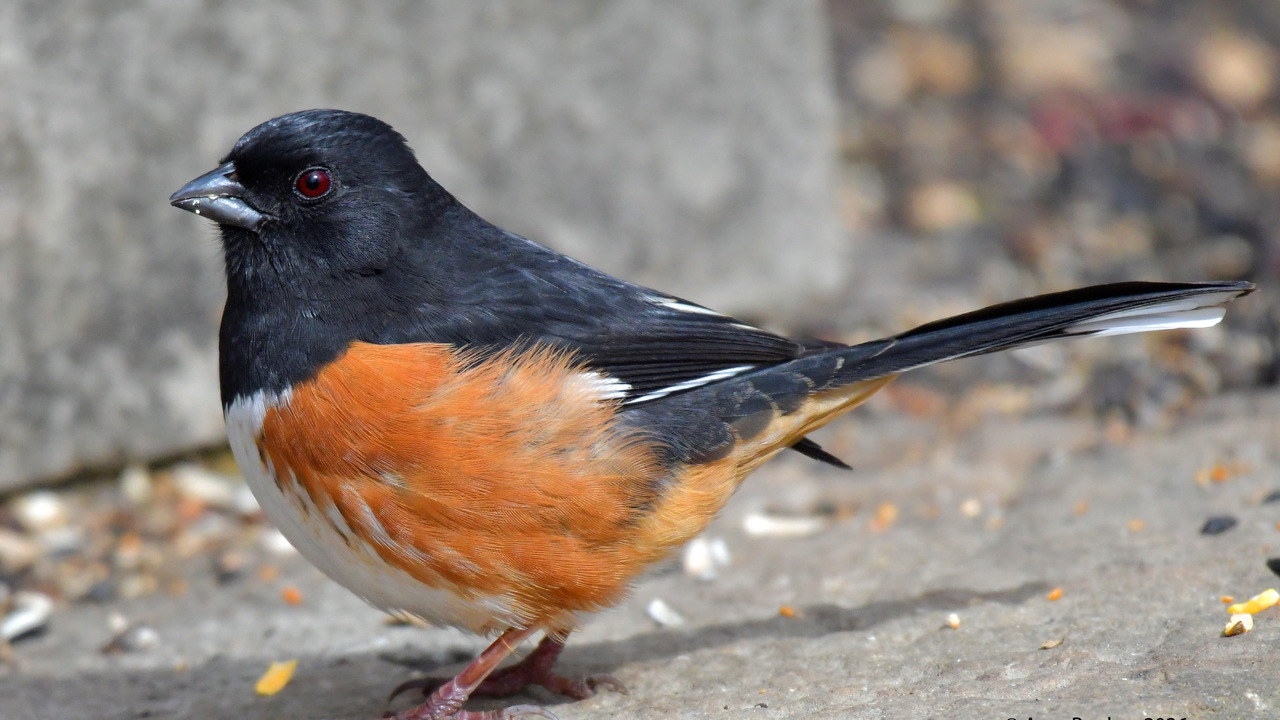 Eastern Towhee