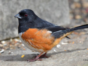 Eastern Towhee