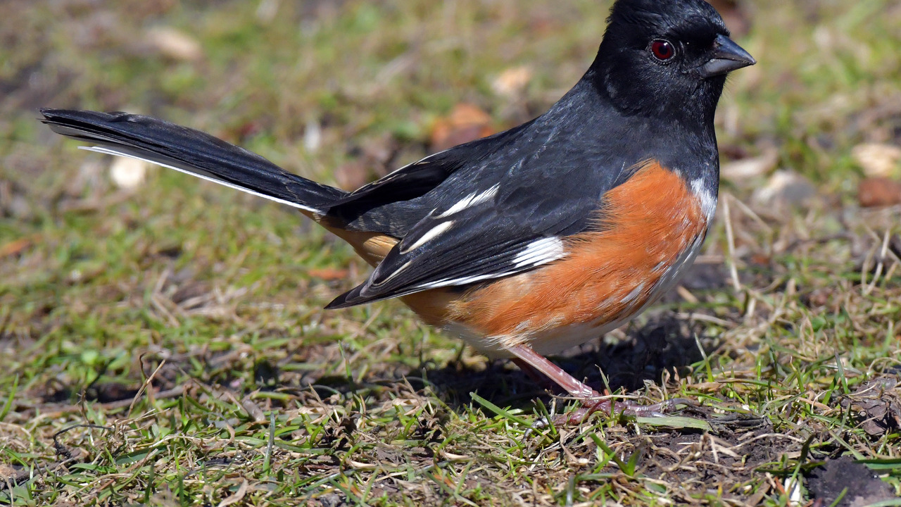 Eastern Towhee
