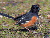 Eastern Towhee