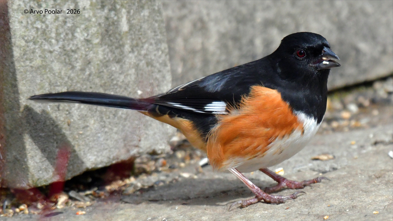Eastern Towhee