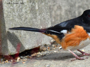 Eastern Towhee