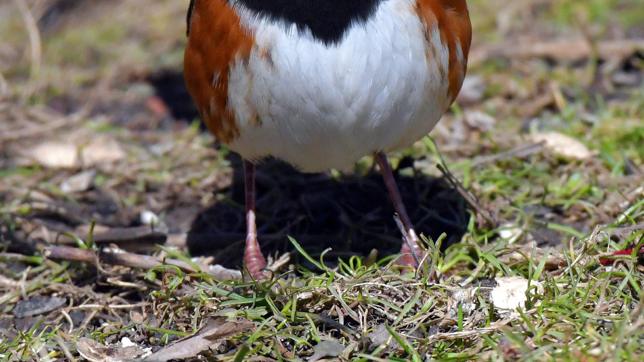 Eastern Towhee
