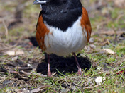 Eastern Towhee