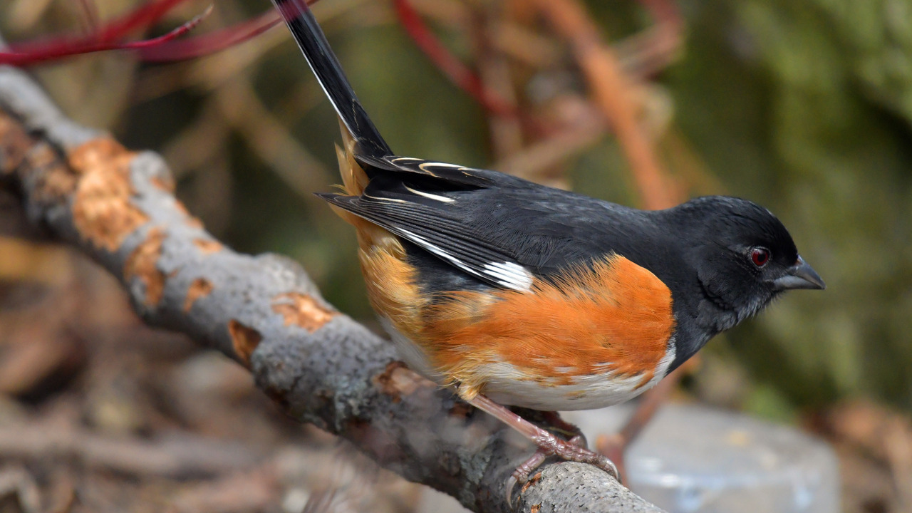 Eastern Towhee