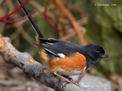 Eastern Towhee