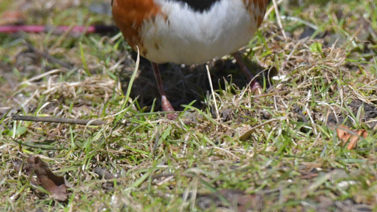 Eastern Towhee