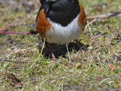 Eastern Towhee